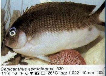 Genicanthus semicinctus